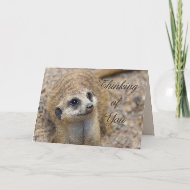 Carte Penser À Vous Meerkat (Devant)