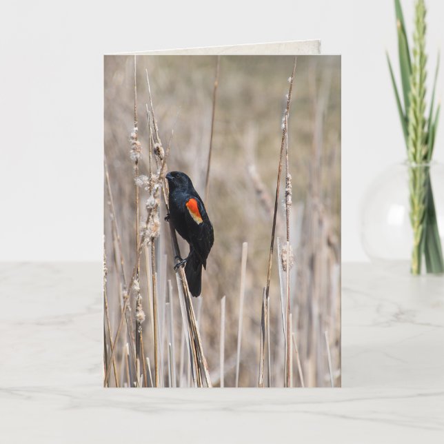 Carte penser à vous-rouge merle à ailes sur herbe sèche (Devant)