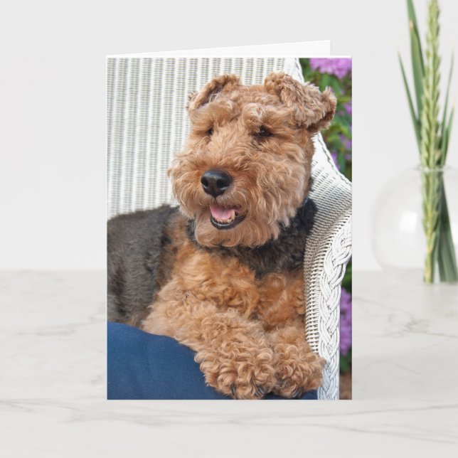 Carte penser à vous-Welsh Terrier sur fauteuil en osier (Devant)