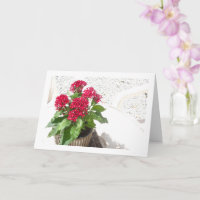 Pentas rouges, Fleur des étoiles égyptiennes