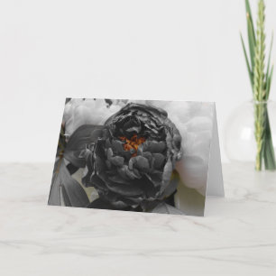 Carte Peonies / Couleur isolée