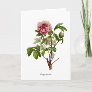 Carte Peony moutan