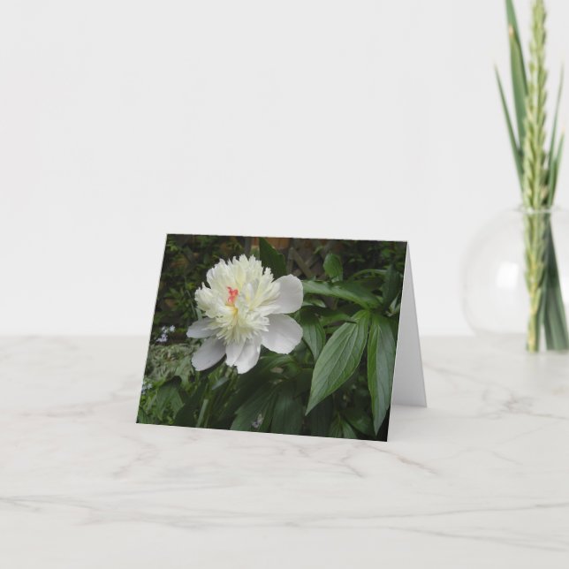 Carte Peony (Paeonia) (Devant)