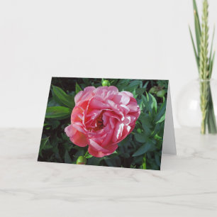 Carte Peony rose