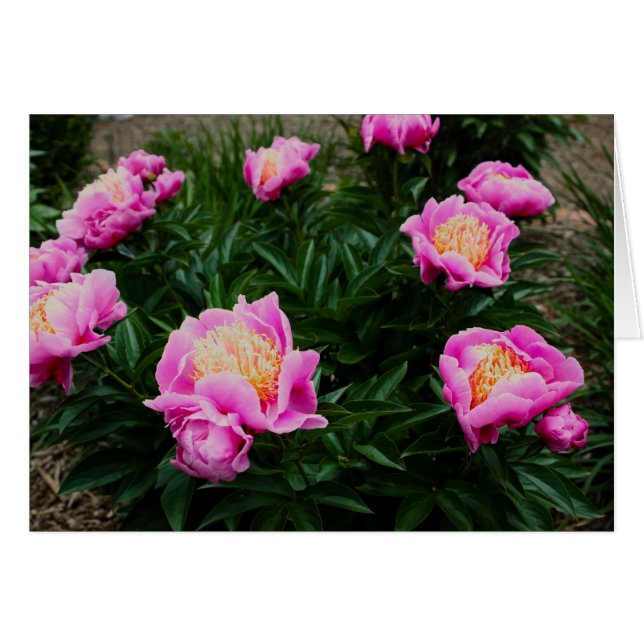 CARTE PEONY ROSE (Devant horizontal)