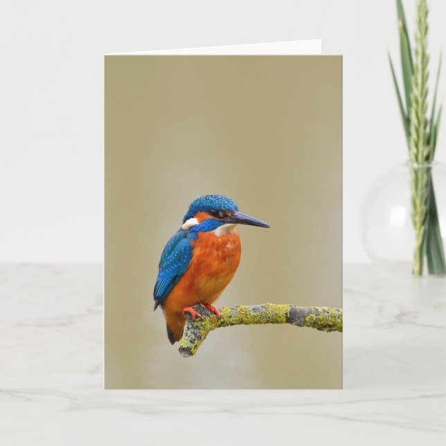 Carte Perching Kingfisher (Devant)