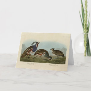 Carte Perdrix en peluche et à pattes épaisses - Audubon'