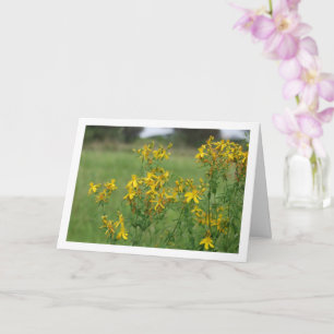 Carte Perforate St John's-Wort Flower Plante