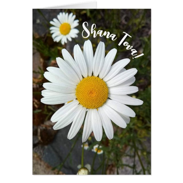 Carte Perky White Daisy Rosh Hashanah (Devant)