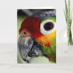 Carte Perroquet