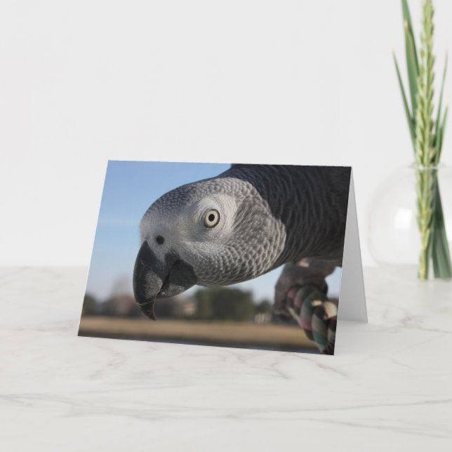 Carte Perroquet curieux de gris africain du Congo (Devant)
