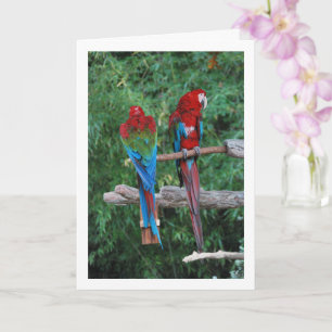 Carte Perroquets Rouges Bleus Et Verts