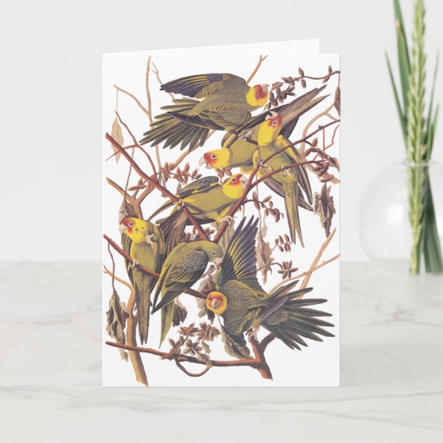 Carte Perruche de Caroline d'Audubon (Devant)