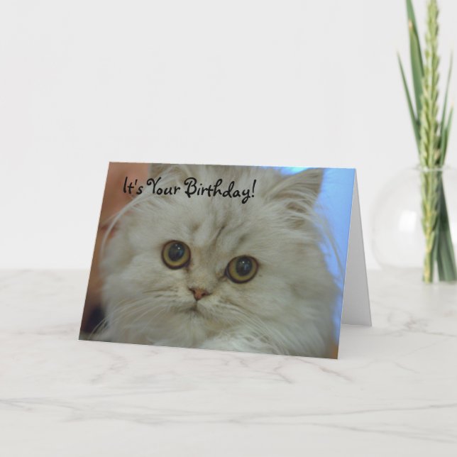 Carte Persian Kitten Birthday (Devant)