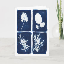 Persil blanc sage de Rosemary et de thym