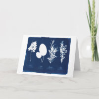 Persil blanc sage de Rosemary et de thym