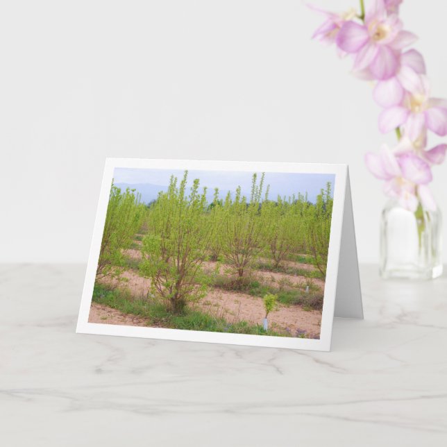 Carte Persimmon Tree in Spring Card (Orchidée)