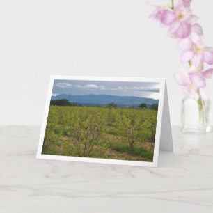 Carte Persimmon Trees and Mountain Landscape Card