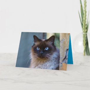Carte personnalisable de chaton siamois mignon