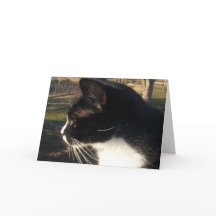 Perte d'un animal de compagnie