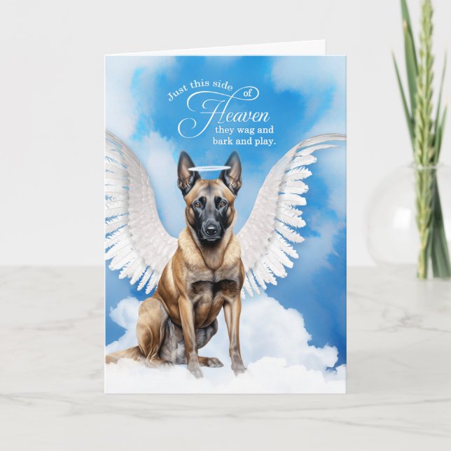 Carte Perte d'un chien Angel Belge Malinois Sympathie po (Devant)