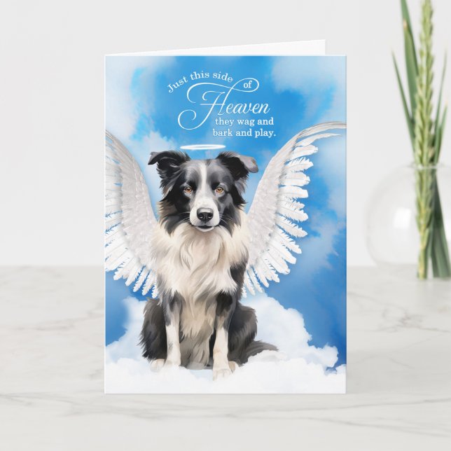 Carte Perte d'un chien Border Collie Ange Sympathie pour (Devant)