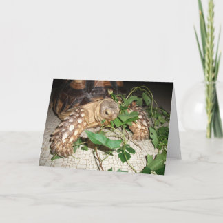 Carte Pet Sulcata Tortoise Munching Leaves