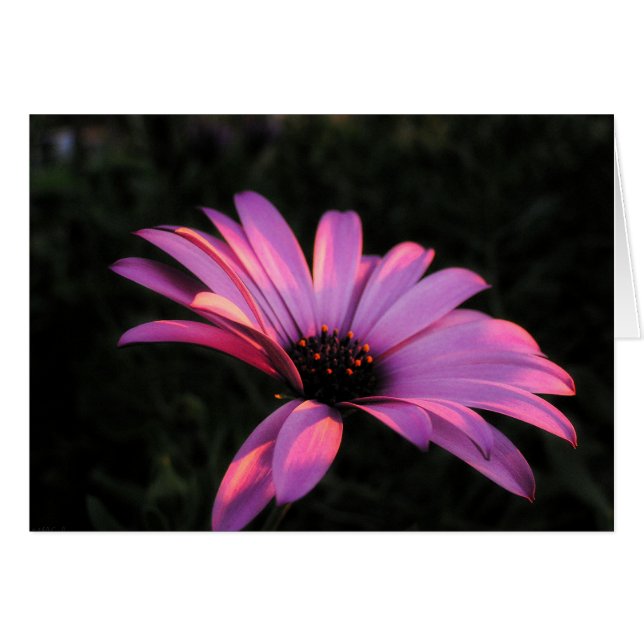 Carte Pétales Fleurs Roses (Devant horizontal)