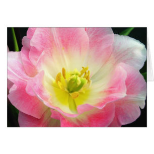 Carte Pétales Roses Choquant