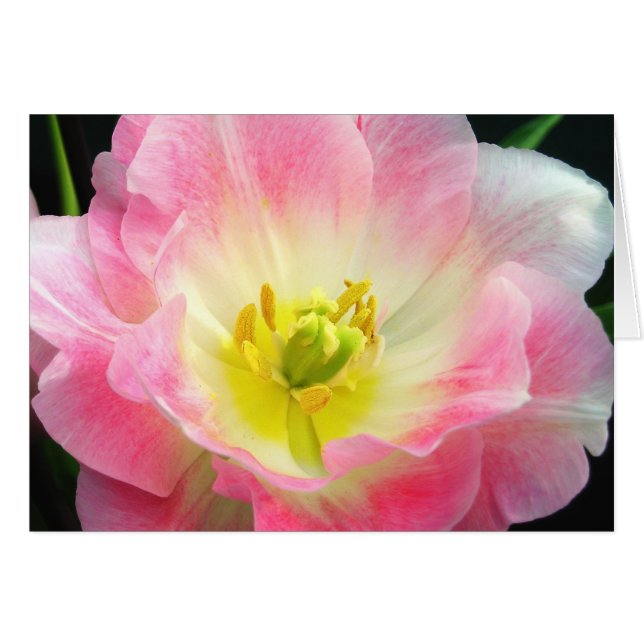 Carte Pétales Roses Choquant (Devant horizontal)