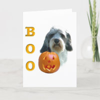 Petit Basset Griffon Vendeen Boo