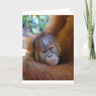 Carte Petit bébé Orangutan