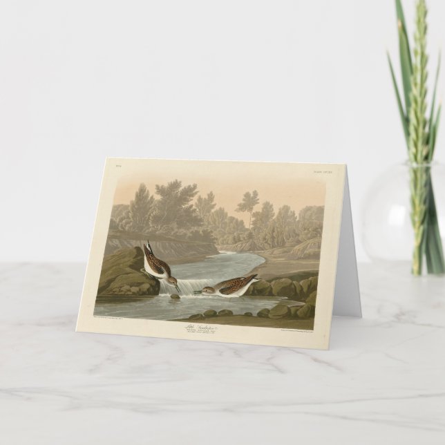 Carte Petit bécasseau des oiseaux d'Amérique d'Audubon (Devant)