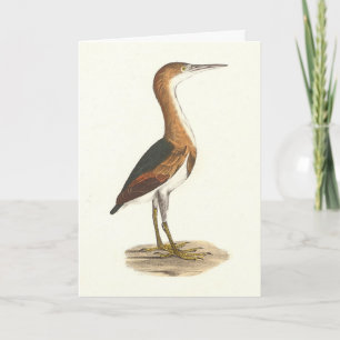 Carte Petit Bittern (Ixobrychus exilis) Oiseaux de New Y