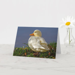 Carte Petit canard blanc