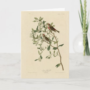 Carte Petit (commun) Red-Poll, Audubon Birds of America