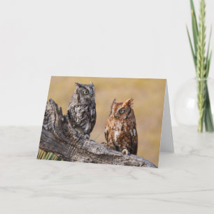 Carte Petit-duc de l'Est perché dans un arbre