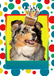 Cartes Berger Australien D Anniversaire Zazzle Fr Cartes Berger Australien D Anniversaire Zazzle Fr
