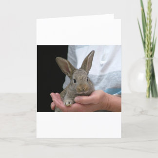Carte petit lapin doux