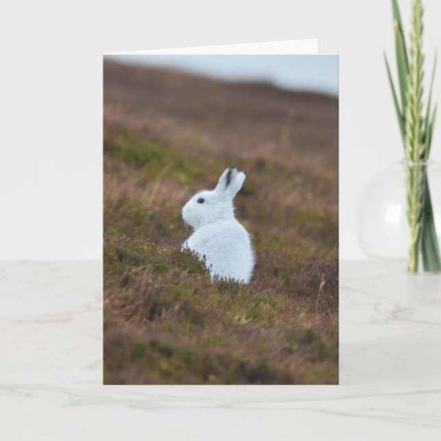 Carte Petit lièvre blanc (Devant)
