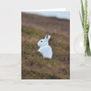 Carte Petit lièvre blanc