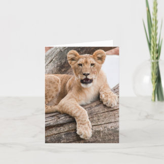 Carte Petit lion