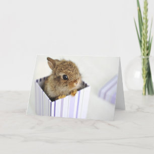 Carte Petit pain dans la boîte !