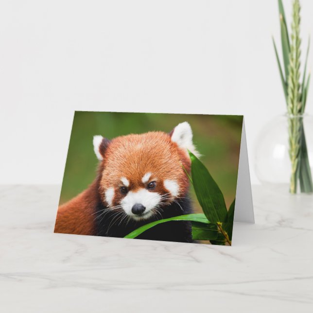 Carte Petit Panda Rouge (Devant)