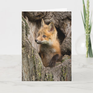 Carte Petit renard rouge dans le creux d'un arbre