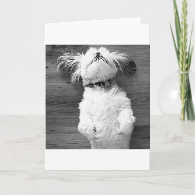 Carte Petit somme de Shih Tzu (Devant)