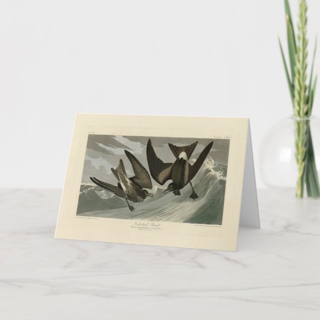Carte Petit tonneau à queue fourche d'Audubon's Birds of (Devant)