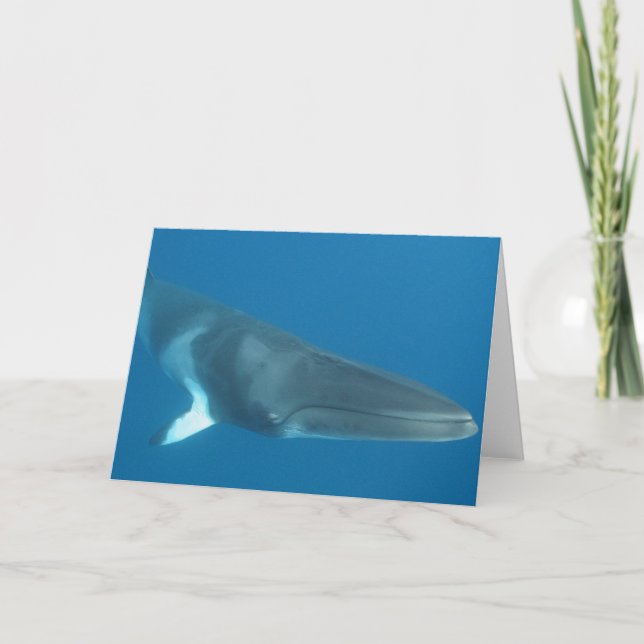 Carte Petite baleine naine (Devant)