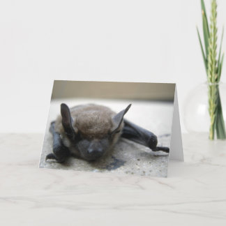 Carte Petite chauve-souris brune (Myotis lucifugus)