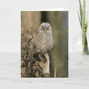 Carte Petite chouette tawny